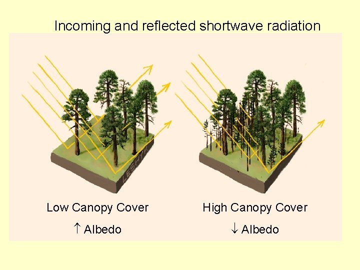 Incoming and reflected shortwave radiation Low Canopy Cover High Canopy Cover Albedo 