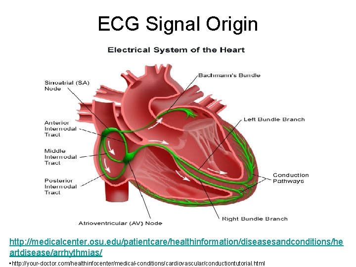 ECG Signal Origin http: //medicalcenter. osu. edu/patientcare/healthinformation/diseasesandconditions/he artdisease/arrhythmias/ • http: //your-doctor. com/healthinfocenter/medical-conditions/cardiovascular/conductiontutorial. html 