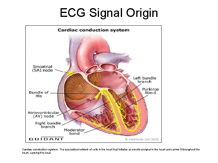 ECG Signal Origin Cardiac conduction system: The specialized network of cells in the heart