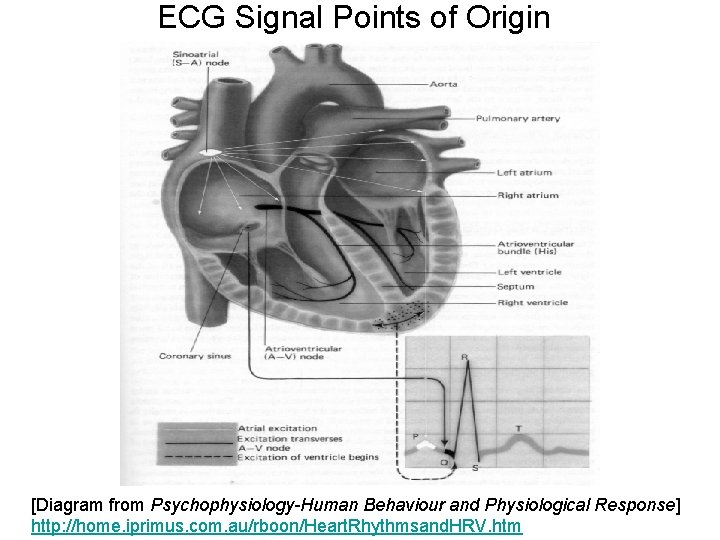 ECG Signal Points of Origin [Diagram from Psychophysiology-Human Behaviour and Physiological Response] http: //home.
