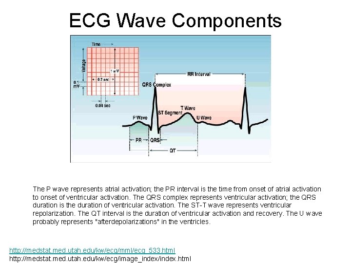 ECG Wave Components The P wave represents atrial activation; the PR interval is the