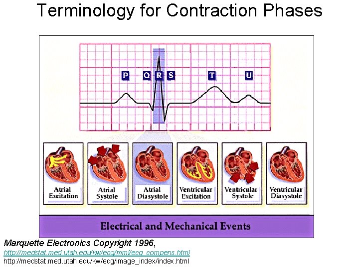 Terminology for Contraction Phases Marquette Electronics Copyright 1996, http: //medstat. med. utah. edu/kw/ecg/mml/ecg_compens. html