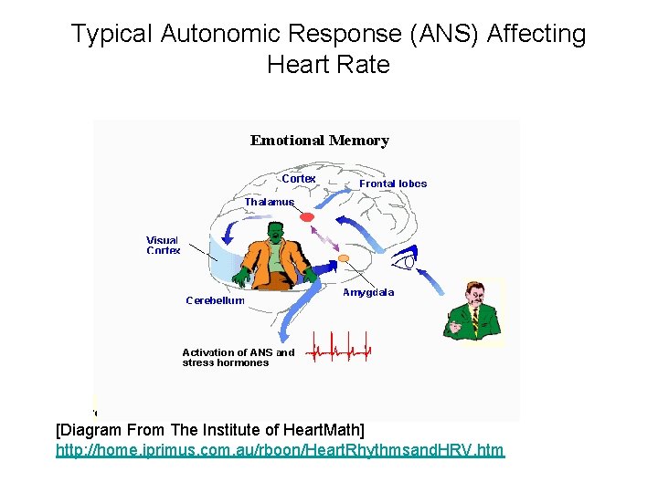 Typical Autonomic Response (ANS) Affecting Heart Rate [Diagram From The Institute of Heart. Math]