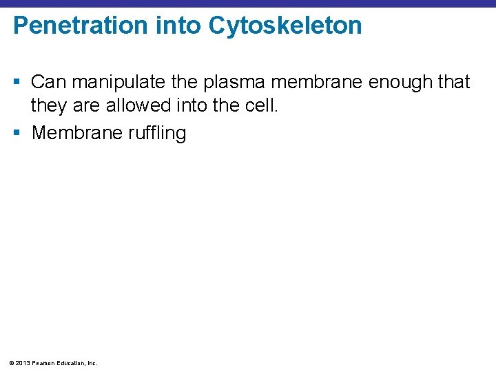 Penetration into Cytoskeleton § Can manipulate the plasma membrane enough that they are allowed