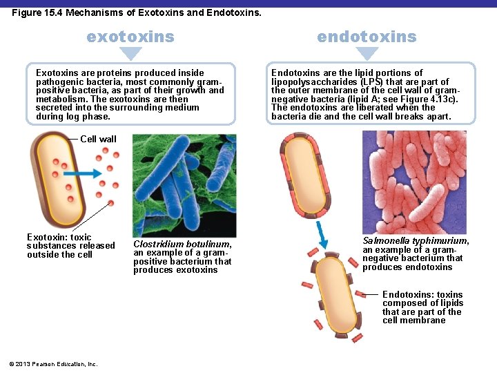 Figure 15. 4 Mechanisms of Exotoxins and Endotoxins. exotoxins endotoxins Exotoxins are proteins produced