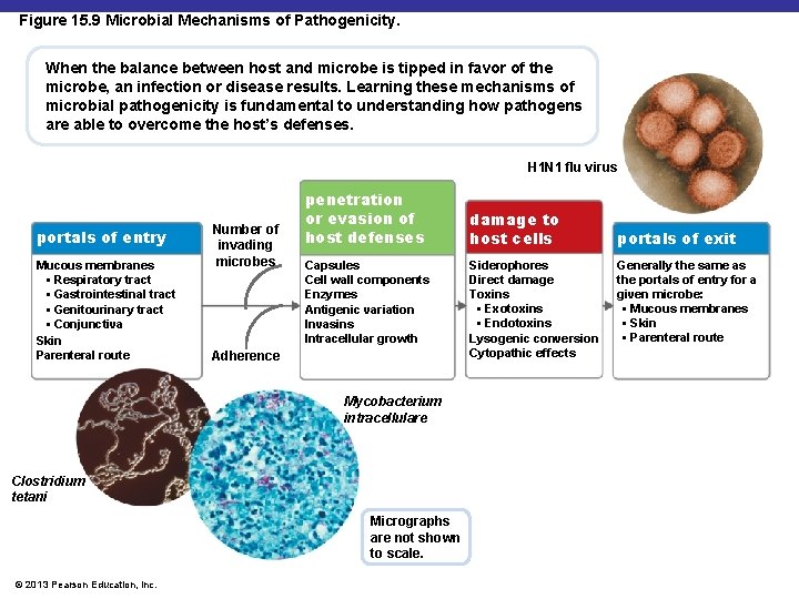 Figure 15. 9 Microbial Mechanisms of Pathogenicity. When the balance between host and microbe
