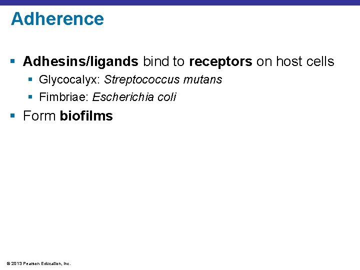 Adherence § Adhesins/ligands bind to receptors on host cells § Glycocalyx: Streptococcus mutans §