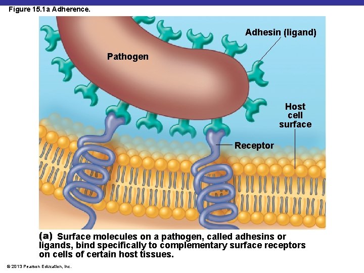 Figure 15. 1 a Adherence. Adhesin (ligand) Pathogen Host cell surface Receptor Surface molecules