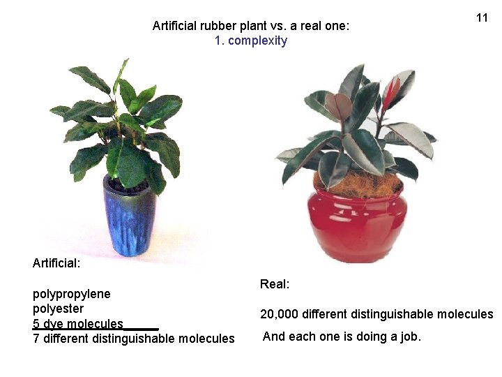 Artificial rubber plant vs. a real one: 1. complexity 11 Artificial: polypropylene polyester 5