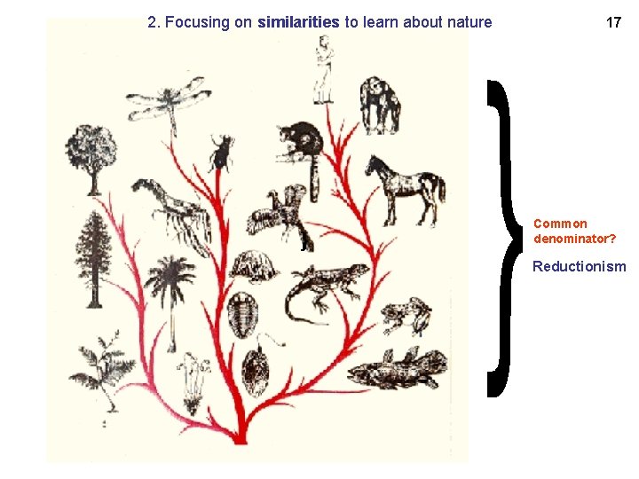 2. Focusing on similarities to learn about nature 17 Common denominator? Reductionism 