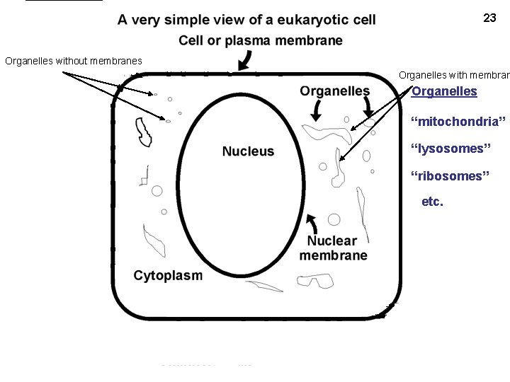 23 Organelles without membranes Organelles with membran Organelles “mitochondria” “lysosomes” “ribosomes” etc. 