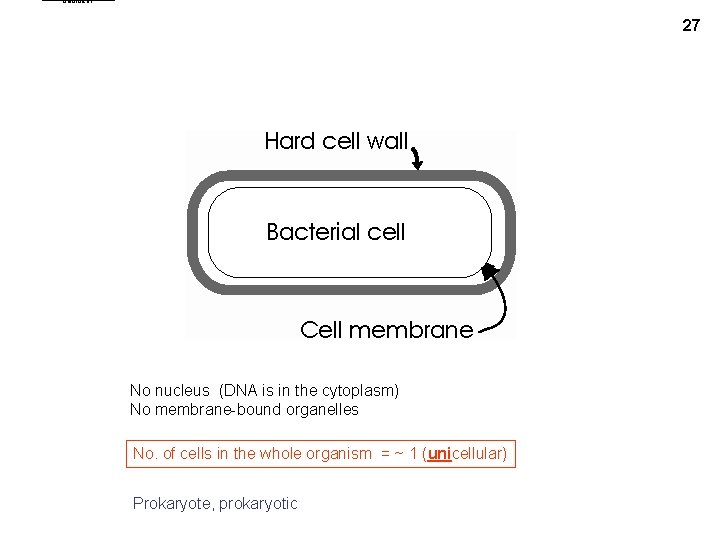 bactcell 1 27 No nucleus (DNA is in the cytoplasm) No membrane-bound organelles No.