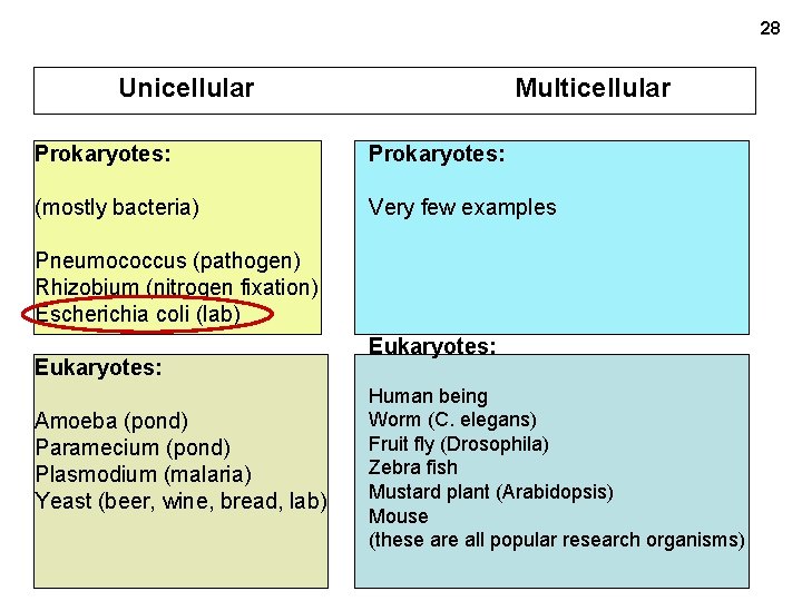 28 Unicellular Multicellular Prokaryotes: (mostly bacteria) Very few examples Pneumococcus (pathogen) Rhizobium (nitrogen fixation)