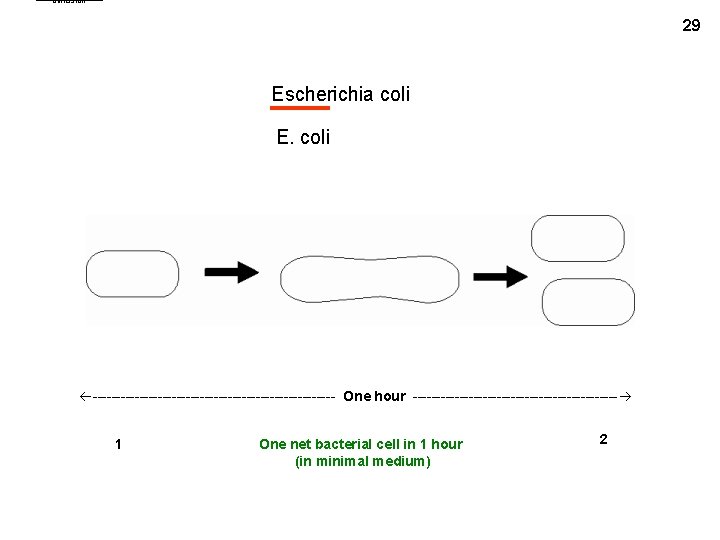 binfission 29 Escherichia coli E. coli -------------------------- One hour ---------------------- 1 One net bacterial