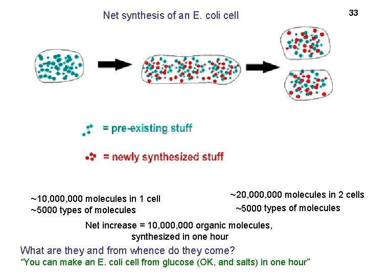 Net synthesis of an E. coli cell ~10, 000 molecules in 1 cell ~5000