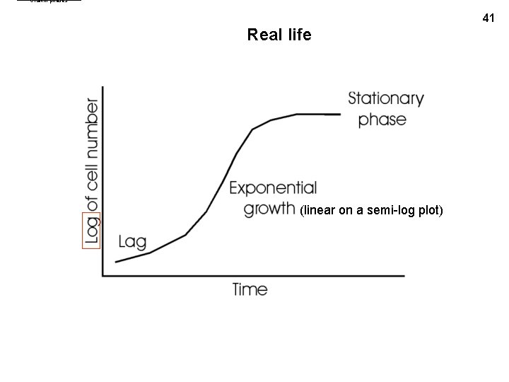 Growth phases 41 Real life (linear on a semi-log plot) 