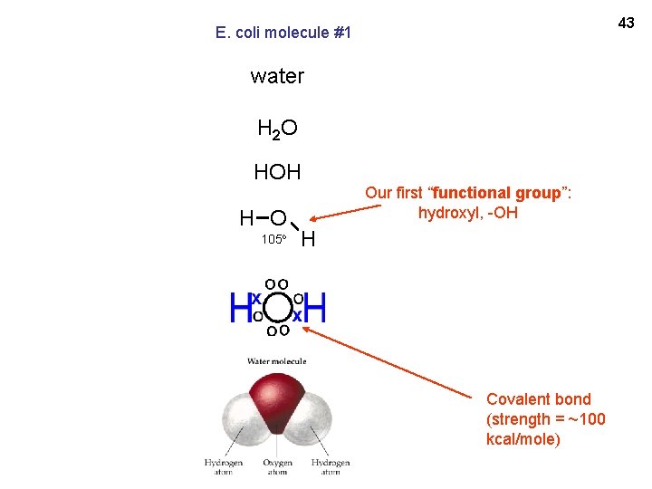 43 E. coli molecule #1 water H 2 O HOH H O 105 o