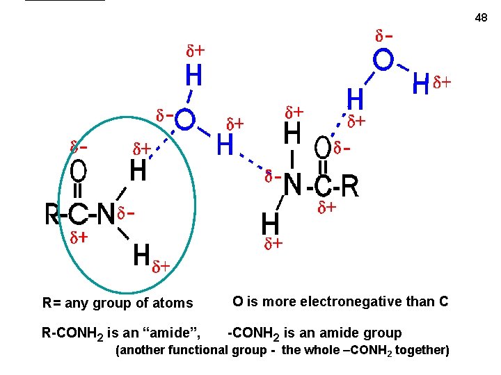 48 R= any group of atoms R-CONH 2 is an “amide”, O is more