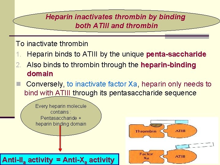 Heparin inactivates thrombin by binding both ATIII and thrombin To inactivate thrombin 1. Heparin