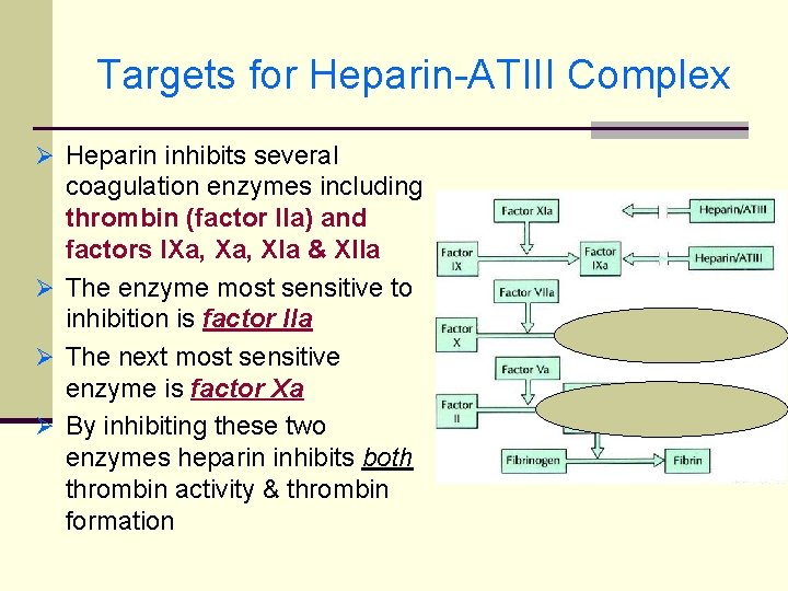Targets for Heparin-ATIII Complex Ø Heparin inhibits several coagulation enzymes including thrombin (factor IIa)