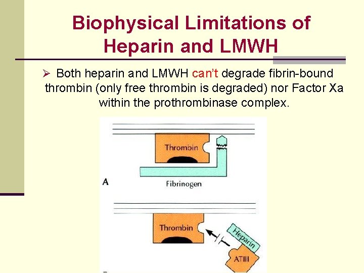 Biophysical Limitations of Heparin and LMWH Ø Both heparin and LMWH can’t degrade fibrin-bound