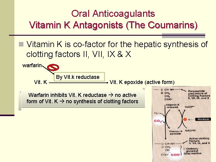 Oral Anticoagulants Vitamin K Antagonists (The Coumarins) n Vitamin K is co-factor for the