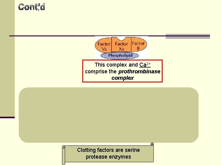 Cont’d This complex and Ca 2+ comprise the prothrombinase complex Thrombin stimulates platelet aggregation