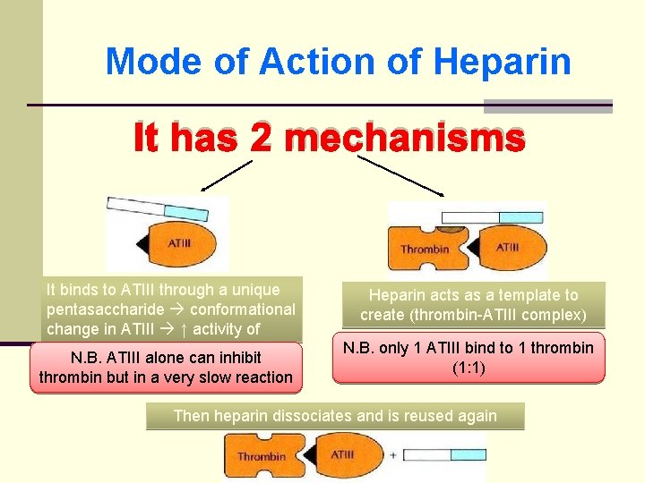 Mode of Action of Heparin It has 2 mechanisms It binds to ATIII through