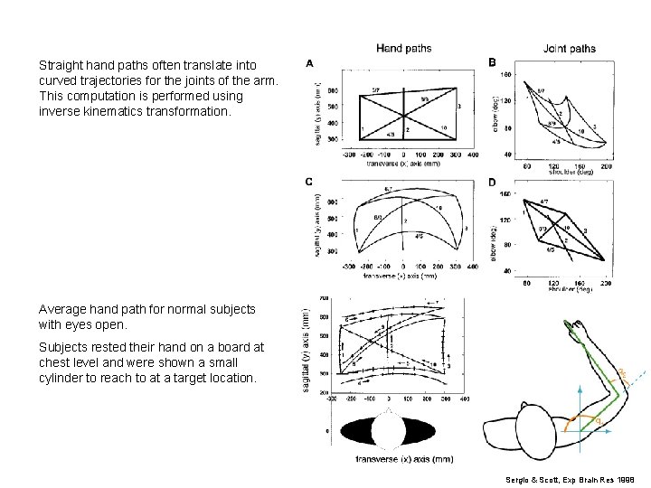 Straight hand paths often translate into curved trajectories for the joints of the arm.