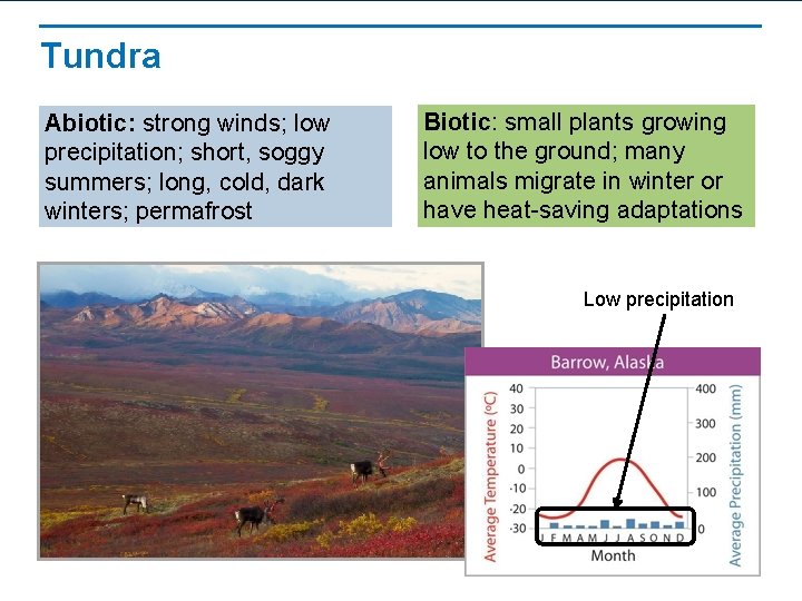 Tundra Abiotic: strong winds; low precipitation; short, soggy summers; long, cold, dark winters; permafrost
