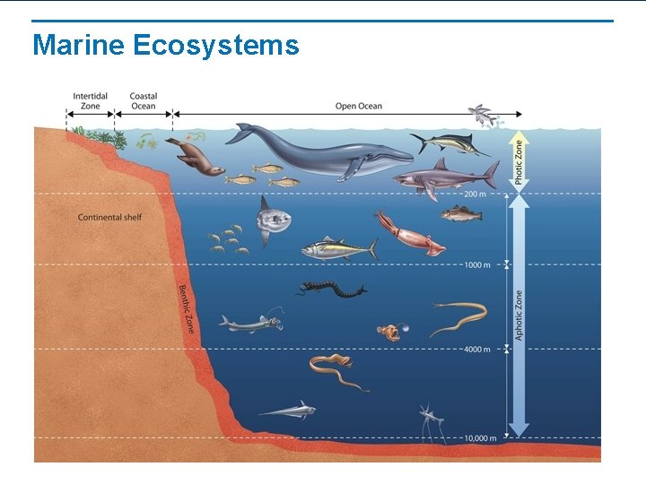 Marine Ecosystems 