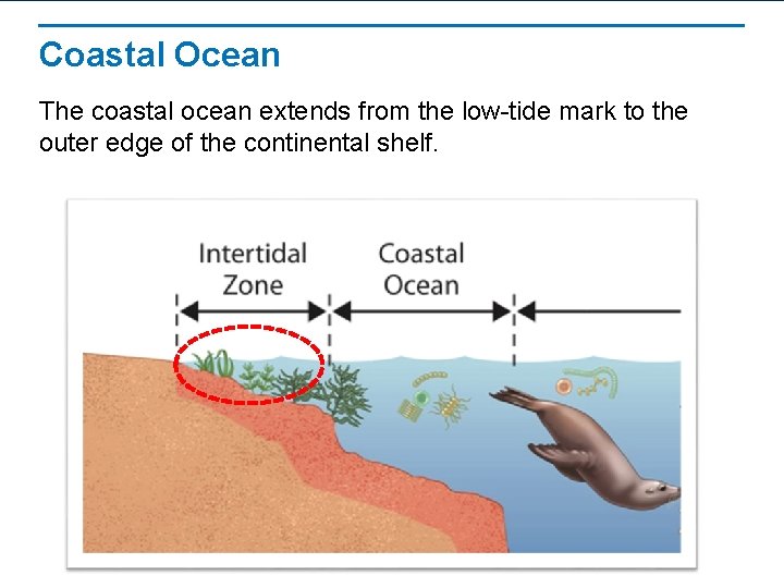 Coastal Ocean The coastal ocean extends from the low-tide mark to the outer edge