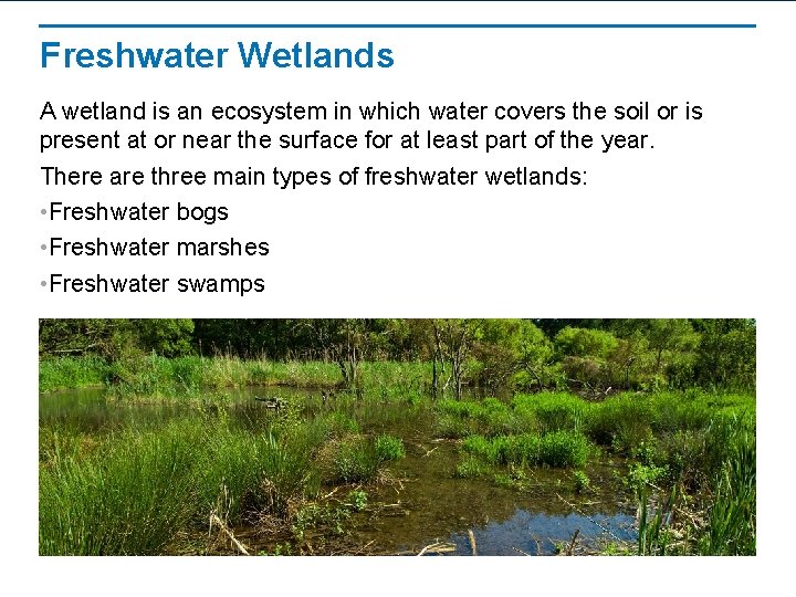 Freshwater Wetlands A wetland is an ecosystem in which water covers the soil or