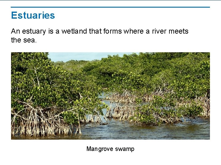 Estuaries An estuary is a wetland that forms where a river meets the sea.