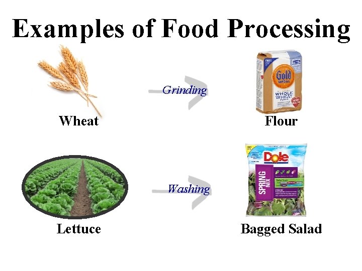 Examples of Food Processing Grinding Wheat Flour Washing Lettuce Bagged Salad 