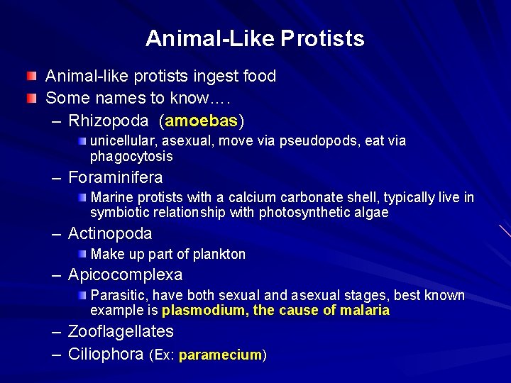 Animal-Like Protists Animal-like protists ingest food Some names to know…. – Rhizopoda (amoebas) unicellular,