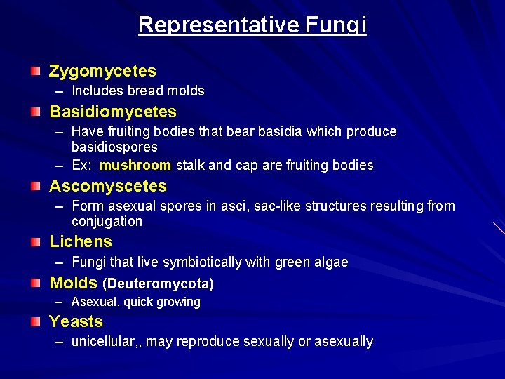 Representative Fungi Zygomycetes – Includes bread molds Basidiomycetes – Have fruiting bodies that bear
