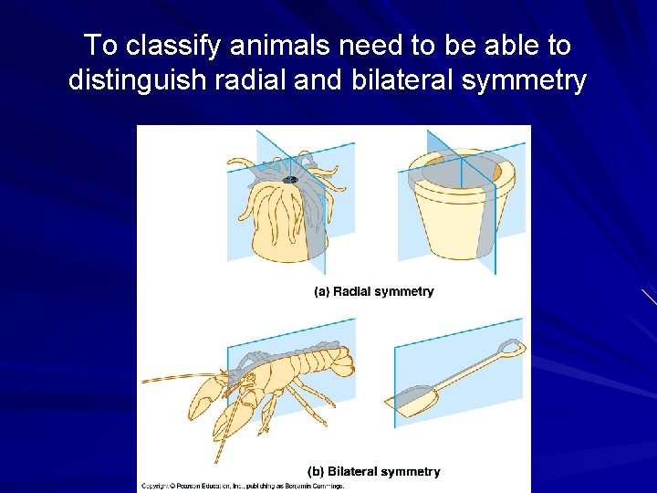 To classify animals need to be able to distinguish radial and bilateral symmetry 
