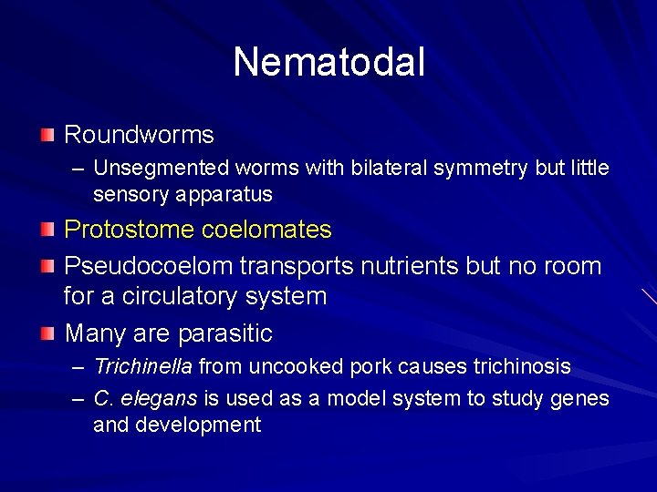 Nematodal Roundworms – Unsegmented worms with bilateral symmetry but little sensory apparatus Protostome coelomates