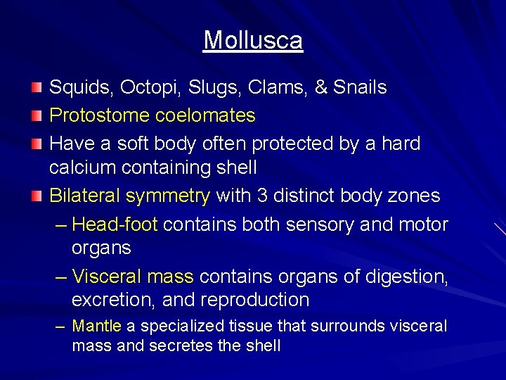 Mollusca Squids, Octopi, Slugs, Clams, & Snails Protostome coelomates Have a soft body often