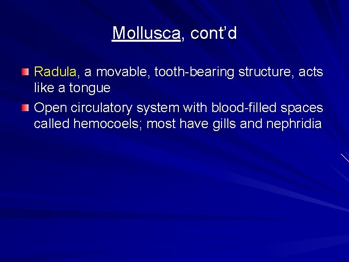 Mollusca, cont’d Radula, a movable, tooth-bearing structure, acts like a tongue Open circulatory system