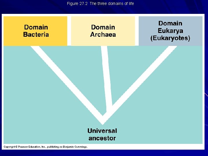 Figure 27. 2 The three domains of life 