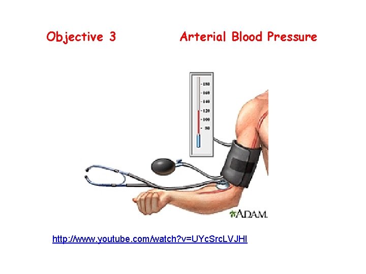 Objective 3 Arterial Blood Pressure http: //www. youtube. com/watch? v=UYc. Src. LVJHI 