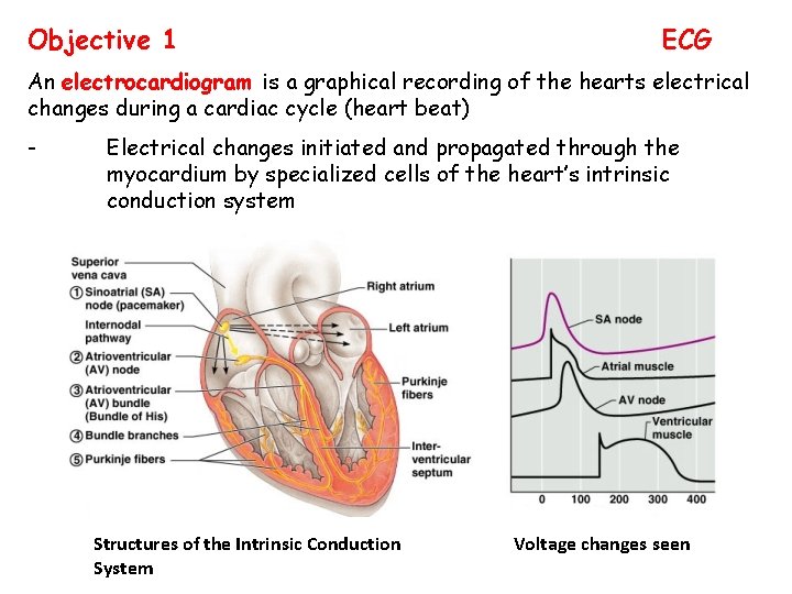 Objective 1 ECG An electrocardiogram is a graphical recording of the hearts electrical changes