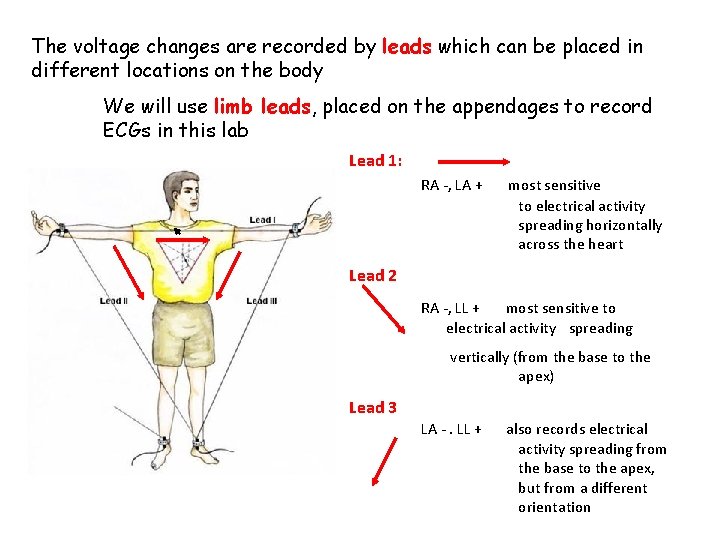 The voltage changes are recorded by leads which can be placed in different locations