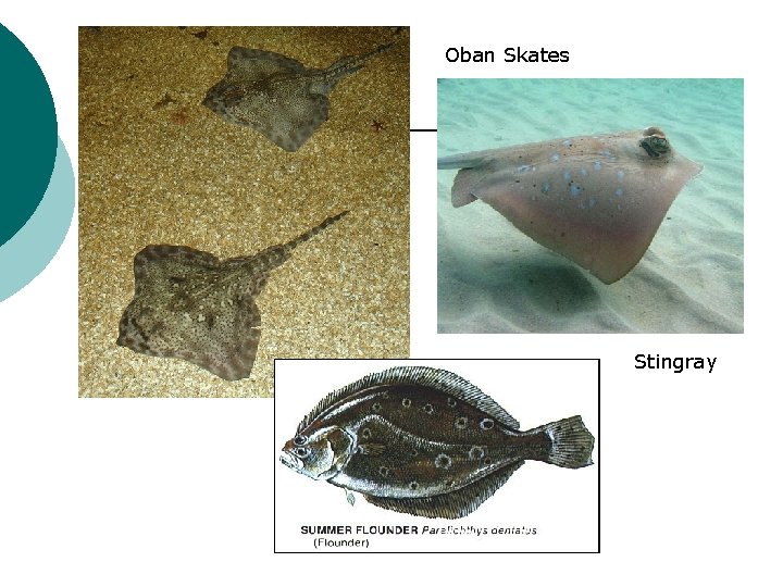 Oban Skates Stingray 