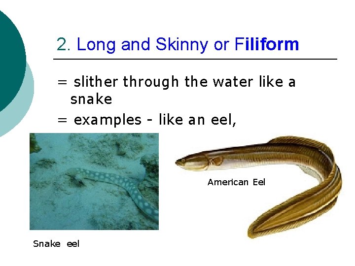 2. Long and Skinny or Filiform = slither through the water like a snake