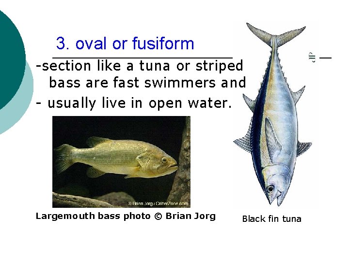 3. oval or fusiform -section like a tuna or striped bass are fast swimmers