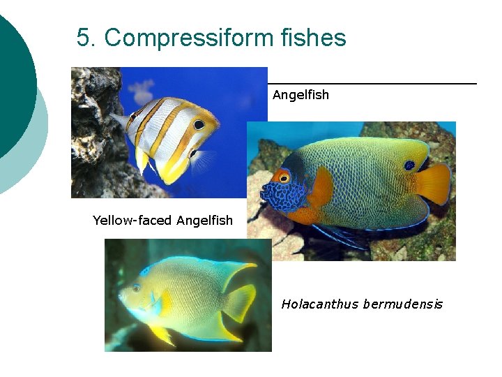 5. Compressiform fishes Angelfish Yellow-faced Angelfish Holacanthus bermudensis 