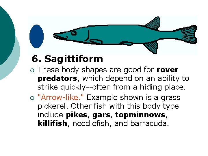 6. Sagittiform ¡ ¡ These body shapes are good for rover predators, which depend